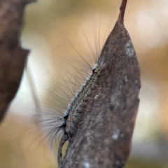 Anestia (genus) (A tiger moth) at Campbell, ACT - 8 Jan 2024 by Hejor1