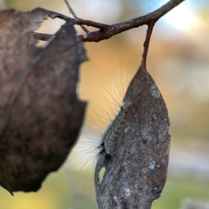 Anestia (genus) at Mount Ainslie - 8 Jan 2024