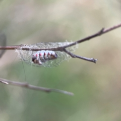 Anestia (genus) at Mount Ainslie - 8 Jan 2024