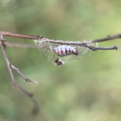 Anestia (genus) at Mount Ainslie - 8 Jan 2024