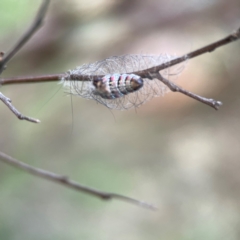 Anestia (genus) at Mount Ainslie - 8 Jan 2024