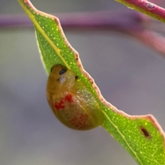 Paropsisterna fastidiosa (Eucalyptus leaf beetle) at Campbell, ACT - 8 Jan 2024 by Hejor1