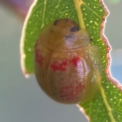 Paropsisterna fastidiosa at Mount Ainslie - 8 Jan 2024