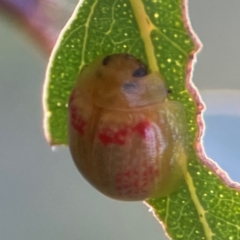 Paropsisterna fastidiosa at Mount Ainslie - 8 Jan 2024