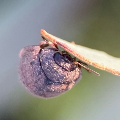 Trachymela sp. (genus) (Brown button beetle) at Campbell, ACT - 8 Jan 2024 by Hejor1