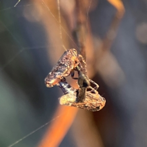 Eurymeloides sp. (genus) at Mount Ainslie - 8 Jan 2024