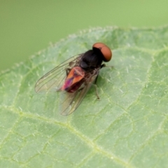 Platypezidae (family) (Unidentified platypezid fly) at Higgins, ACT - 8 Jan 2024 by AlisonMilton