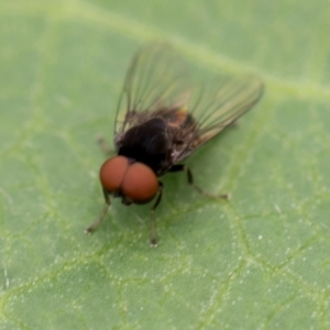 Platypezidae (family) at Higgins, ACT - 8 Jan 2024