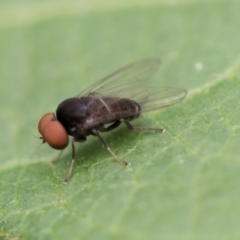 Platypezidae (family) at Higgins, ACT - 8 Jan 2024