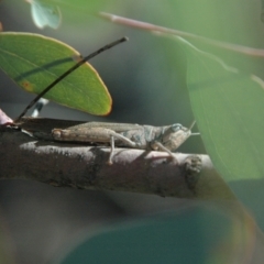 Pardillana limbata at Tidbinbilla Nature Reserve - 1 Apr 2013