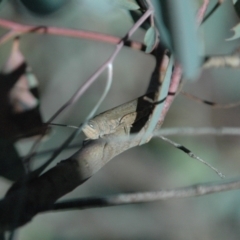 Pardillana limbata at Tidbinbilla Nature Reserve - 1 Apr 2013 04:30 AM