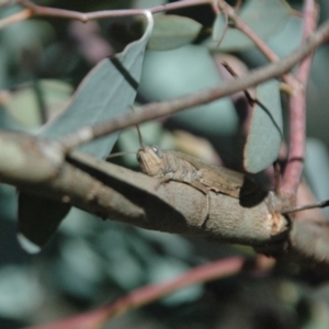 Pardillana limbata at Tidbinbilla Nature Reserve - 1 Apr 2013