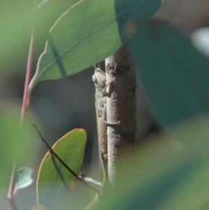 Pardillana limbata at Tidbinbilla Nature Reserve - 1 Apr 2013