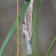 Culladia cuneiferellus (Crambinae moth) at Higgins, ACT - 29 Dec 2023 by Untidy