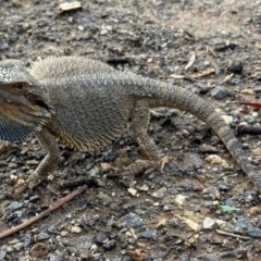 Pogona barbata (Eastern Bearded Dragon) at Red Hill Nature Reserve - 8 Jan 2024 by Boronia