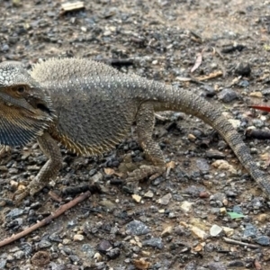 Pogona barbata at Red Hill Nature Reserve - suppressed