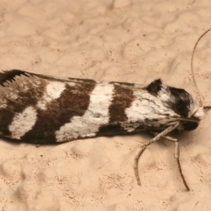 Lepidoscia characota at Ainslie, ACT - 7 Jan 2024