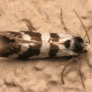 Lepidoscia characota at Ainslie, ACT - 7 Jan 2024