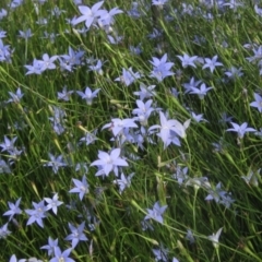 Wahlenbergia capillaris (Tufted Bluebell) at Evatt, ACT - 10 Dec 2023 by pinnaCLE