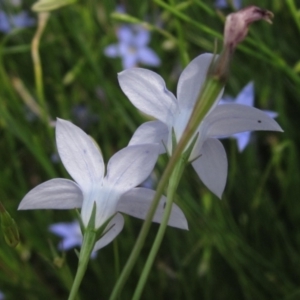 Wahlenbergia capillaris at Evatt, ACT - 10 Dec 2023 01:50 PM