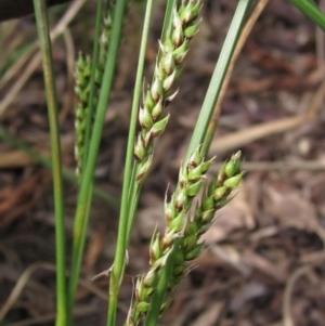 Carex bichenoviana at Evatt, ACT - 10 Dec 2023