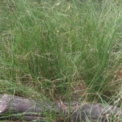 Carex bichenoviana at Evatt, ACT - 10 Dec 2023 01:55 PM