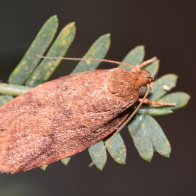 Garrha costimacula (A Concealer moth (Wingia Group)) at Jerrabomberra, NSW - 5 Jan 2024 by DianneClarke