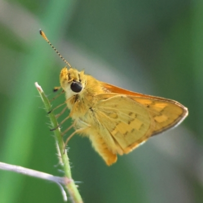Unidentified Butterfly (Lepidoptera, Rhopalocera) at Moruya, NSW - 8 Jan 2024 by LisaH