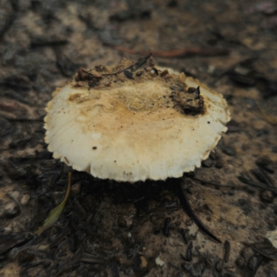 Amanita farinacea at QPRC LGA - 8 Jan 2024 by Csteele4