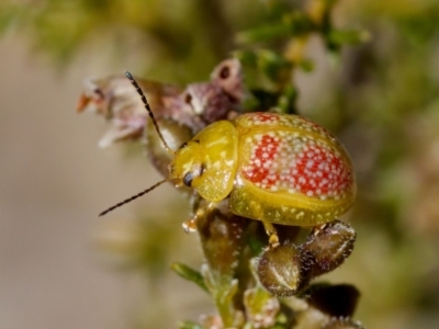 Paropsisterna fastidiosa (Eucalyptus leaf beetle) at Aranda Bushland - 17 Sep 2023 by KorinneM