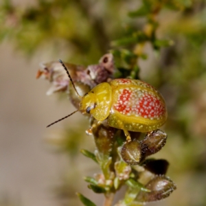 Paropsisterna fastidiosa at Aranda Bushland - 17 Sep 2023
