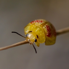 Paropsisterna fastidiosa at Aranda Bushland - 17 Sep 2023
