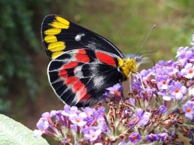 Delias harpalyce (Imperial Jezebel) at QPRC LGA - 8 Jan 2024 by MatthewFrawley