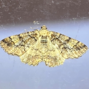 Cryphaea xylina at QPRC LGA - 8 Jan 2024