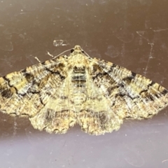 Cryphaea xylina at QPRC LGA - 8 Jan 2024