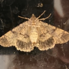 Cryphaea xylina at QPRC LGA - 8 Jan 2024