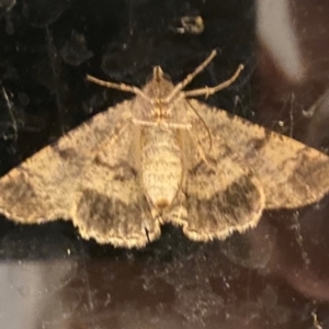 Cryphaea xylina at QPRC LGA - 8 Jan 2024