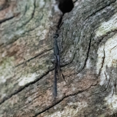 Gasteruption sp. (genus) (Gasteruptiid wasp) at Higgins Woodland - 6 Dec 2023 by Untidy