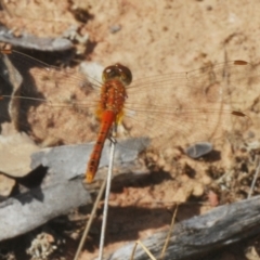 Diplacodes bipunctata (Wandering Percher) at West Wyalong, NSW - 5 Jan 2024 by Harrisi