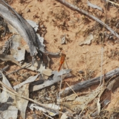 Diplacodes bipunctata at West Wyalong, NSW - 5 Jan 2024 10:57 AM