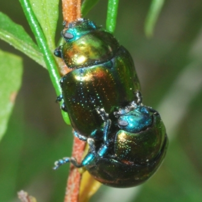 Callidemum hypochalceum (Hop-bush leaf beetle) at The Charcoal Tank Nature Reserve - 5 Jan 2024 by Harrisi