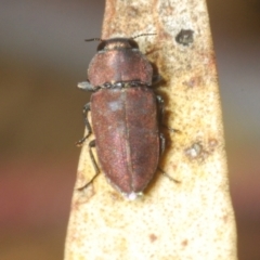Unidentified Jewel beetle (Buprestidae) at Weddin Mountains National Park - 6 Jan 2024 by Harrisi