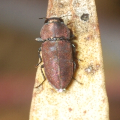 Unidentified Jewel beetle (Buprestidae) at Weddin Mountains National Park - 6 Jan 2024 by Harrisi