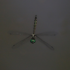 Hemicordulia australiae (Australian Emerald) at Capalaba, QLD - 28 Dec 2023 by TimL