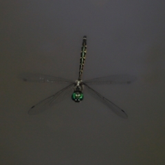 Unidentified Dragonfly (Anisoptera) at Capalaba, QLD - 27 Dec 2023 by TimL