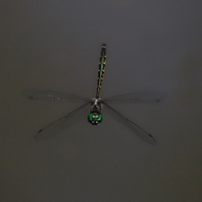 Unidentified Dragonfly (Anisoptera) at Capalaba, QLD - 27 Dec 2023 by TimL