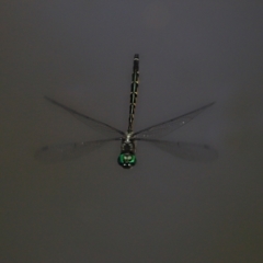 Hemicordulia australiae at Capalaba, QLD - 28 Dec 2023 10:07 AM