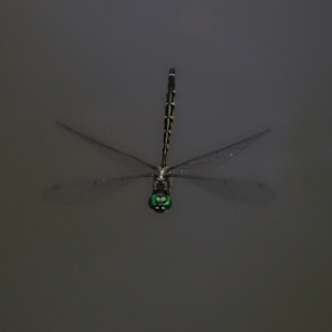 Hemicordulia australiae at Capalaba, QLD - 28 Dec 2023 10:07 AM