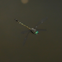 Hemicordulia australiae at Capalaba, QLD - 28 Dec 2023 10:07 AM