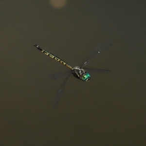 Hemicordulia australiae at Capalaba, QLD - 28 Dec 2023 10:07 AM